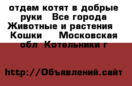 отдам котят в добрые руки - Все города Животные и растения » Кошки   . Московская обл.,Котельники г.